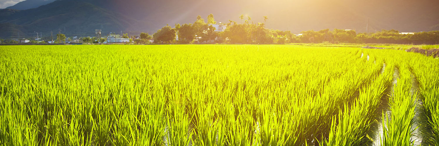 GM Trading Companies